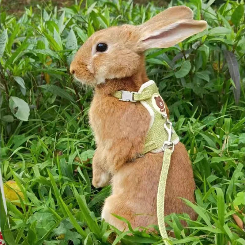 Newest Cute Rabbit Harness and Leash for walking