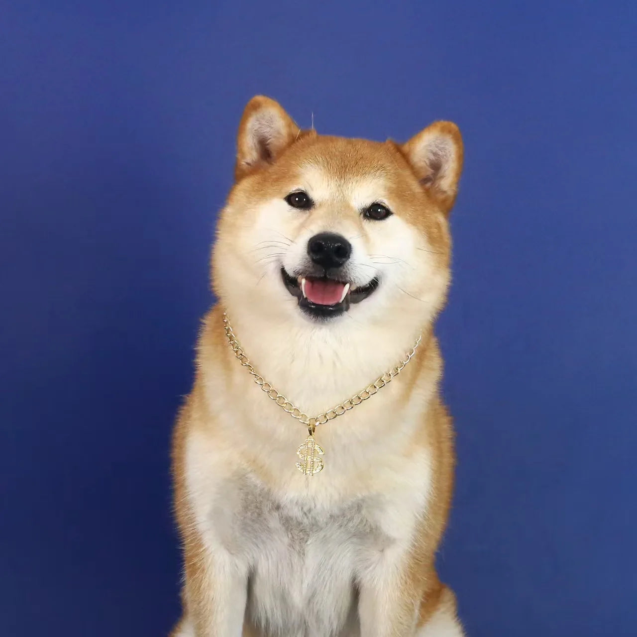 Golden Dollar Chihuahua Accessories for Cat or Small Medium Puppy