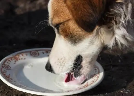 Pet health products and vitamins. Pet formula Milk.