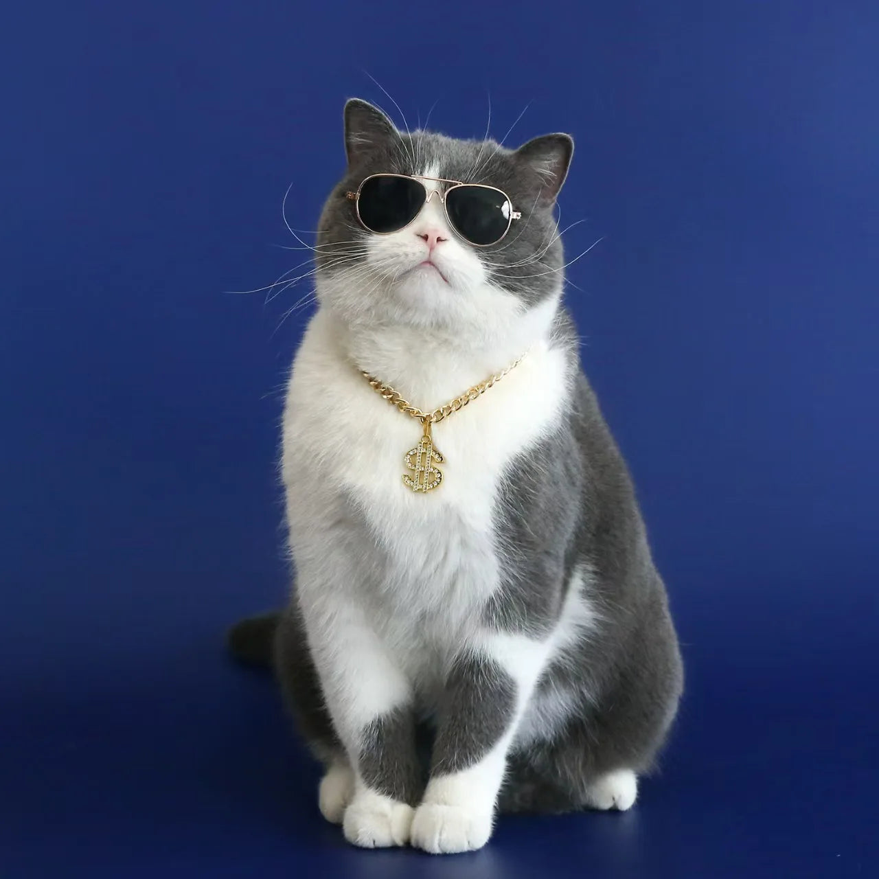 Golden Dollar Chihuahua Accessories for Cat or Small Medium Puppy